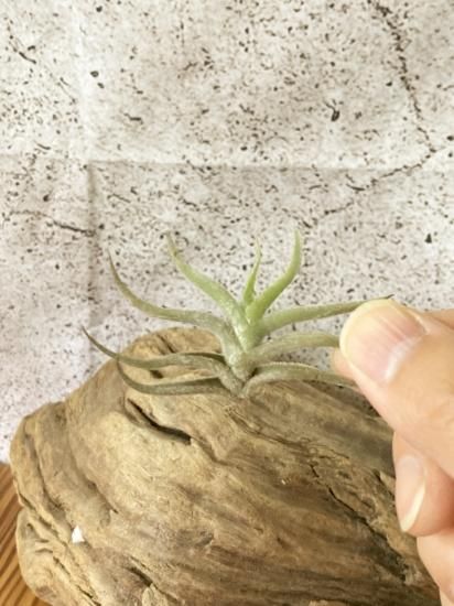 Tillandsia ギリエシー② Yahoo!オークション -「ギリエシー」(花、園芸) の落札相場