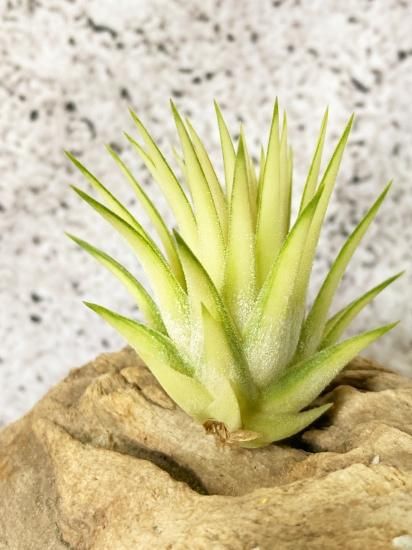 【オープニング大セール】 現品】チランジア・イオナンタ・メディオピクタ ionantha T. ブロメリア・エアープランツ