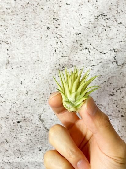 現品】チランジア・イオナンタ・メディオピクタ T. ionantha 現品】チランジア・イオナンタ・メディオピクタ T. ionantha