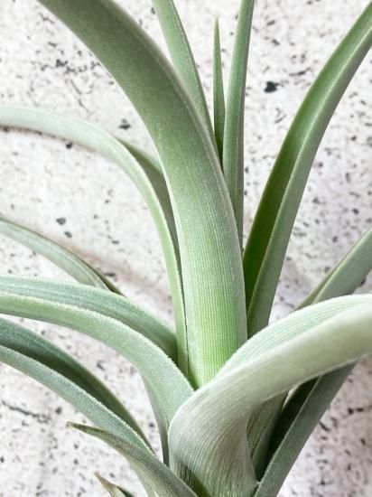 ロッテアエ 11号 | air-plants TENGU-DO