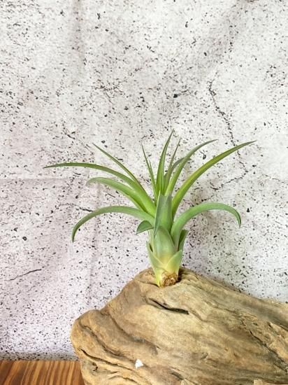 現品】チランジア・マイスウィートローズ T. My Sweet Rose (T