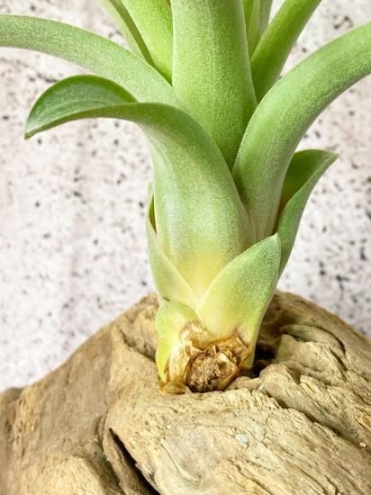 現品】チランジア・マイスウィートローズ T. My Sweet Rose (T