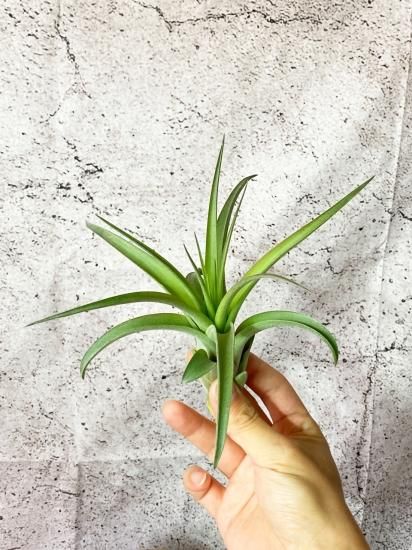 現品】チランジア・マイスウィートローズ T. My Sweet Rose (T