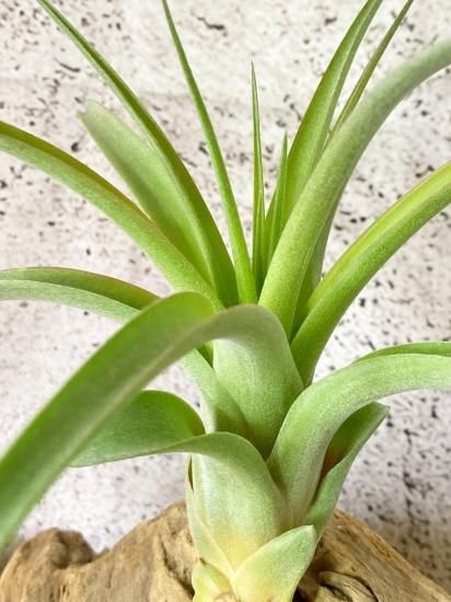 現品】チランジア・マイスウィートローズ T. My Sweet Rose (T