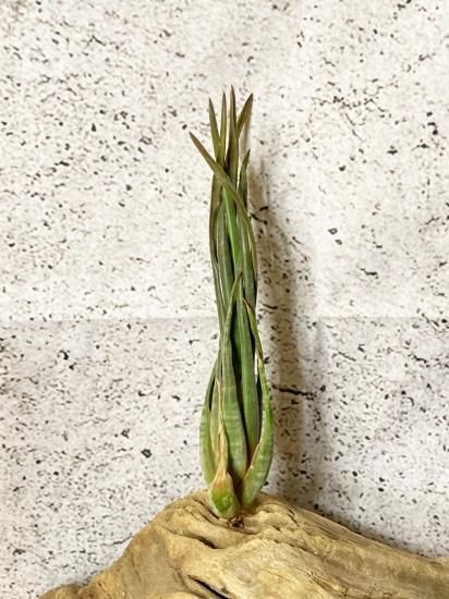 希少種スブリフェラ Tillandsia subulifera(チランジア) 現品】チランジア・スブリフェラ T. subulifera【C】 - Frontier