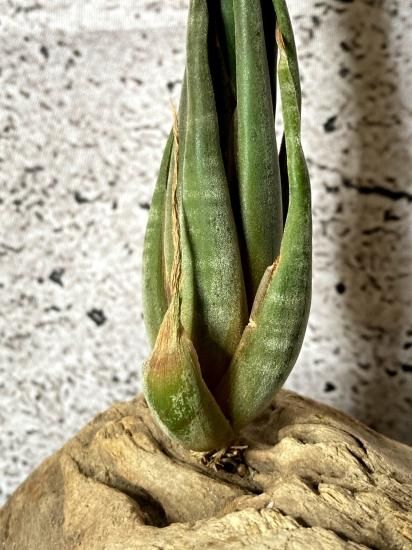 現品】チランジア・スブリフェラ T. subulifera【C】 - Frontier