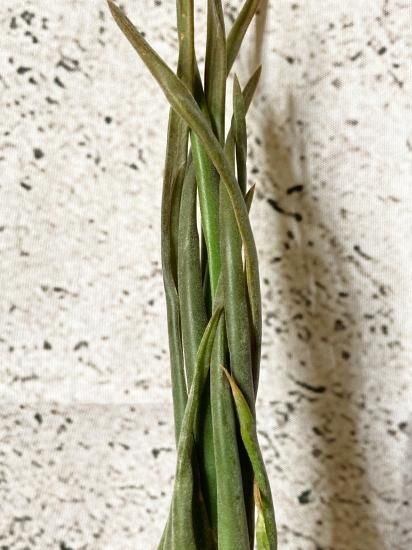 希少種スブリフェラ Tillandsia subulifera(チランジア) 現品】チランジア・スブリフェラ T. subulifera【A】 - Frontier