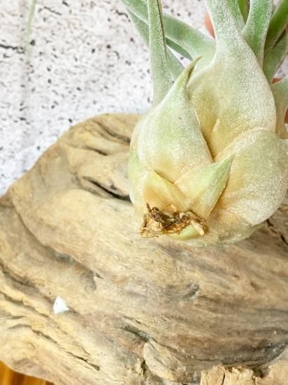 チランジア エーレルシアナxブルボーサ ファジーフォーム　Tillandsia 現品】チランジア・エーレルシアナ x ブルボーサ（ファジー