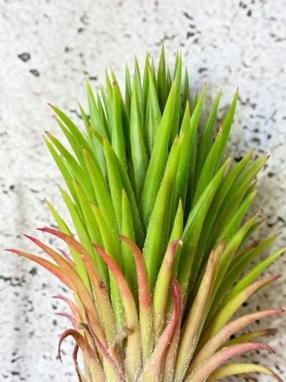 現品】チランジア・イオナンタ・アプレタードBRT T. ionantha 現品】チランジア・イオナンタ・アプレタードBRT T. ionantha
