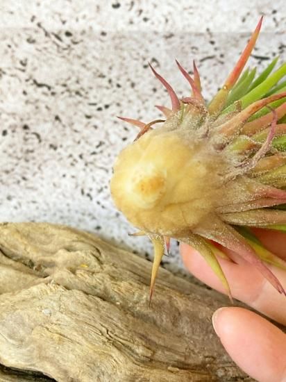 現品】チランジア・イオナンタ・アプレタードBRT T. ionantha 現品】チランジア・イオナンタ・アプレタードBRT T. ionantha