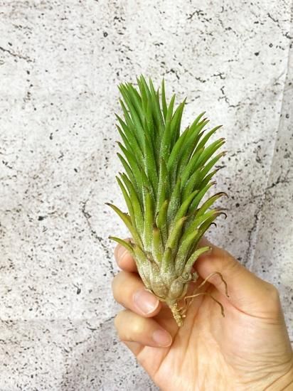 現品】チランジア・イオナンタ・アプレタードBRT T. ionantha 現品】チランジア・イオナンタ・アプレタードBRT T. ionantha
