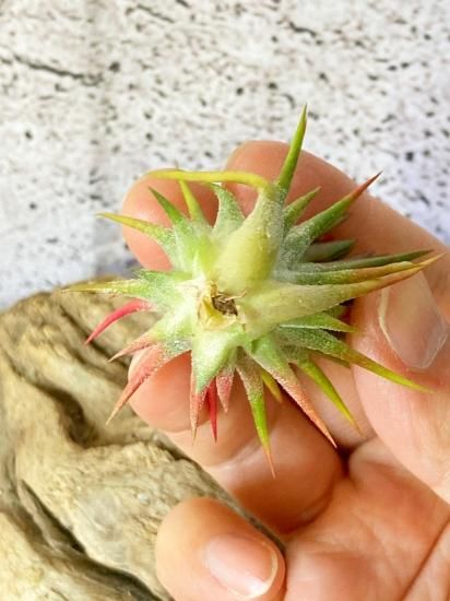 現品】チランジア・イオナンタ・アプレタードRFI T. ionantha 現品】チランジア・イオナンタ・アプレタードRFI T. ionantha