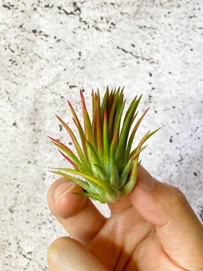 現品】チランジア・イオナンタ・アプレタードRFI T. ionantha 現品】チランジア・イオナンタ・アプレタードRFI T. ionantha