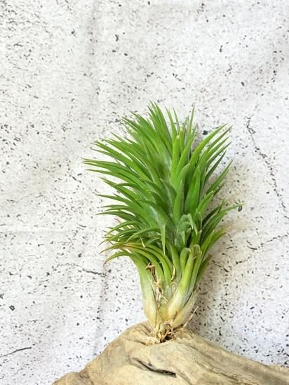 現品】チランジア・イオナンタ・ビッグハワイアン T. ionantha