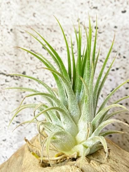 チランジア・イオナンタ・コーン T. ionantha Cone - Frontier チランジア・イオナンタ・コーン T. ionantha Cone - Frontier