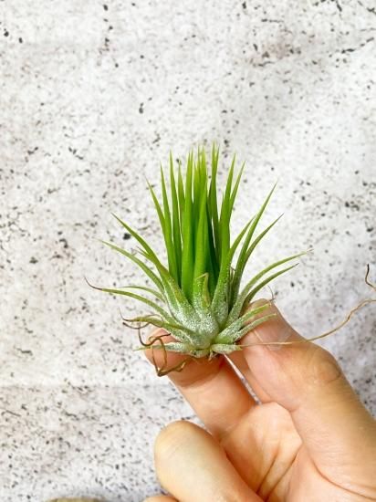 Youichi.N | イオナンタ フエゴイエロー Tillandsia ionantha