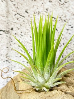 イオナンタ Ionantha グループ - Frontier Plants ONLINE STORE