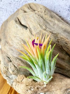 イオナンタ Ionantha グループ - Frontier Plants ONLINE STORE