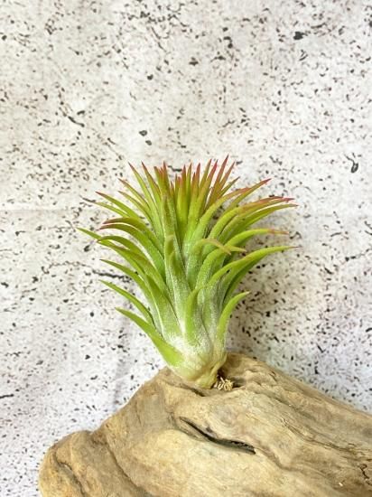 現品】チランジア・イオナンタ・ハワイアンレッド T. ionantha