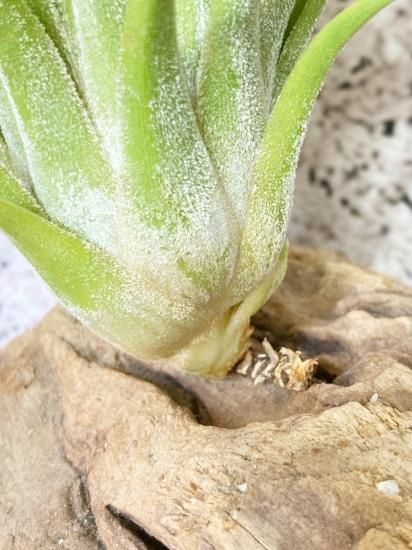 現品】チランジア・イオナンタ・ハワイアンレッド T. ionantha