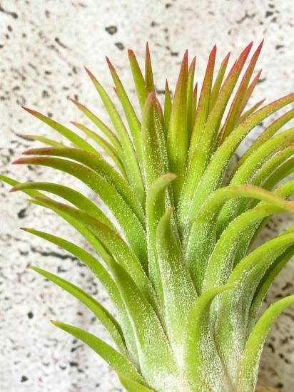 現品】チランジア・イオナンタ・ハワイアンレッド T. ionantha