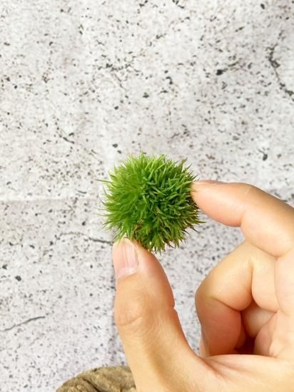 ◇ チランジア アエラントス テディベア 特大サイズ 84 ◇ チランジア