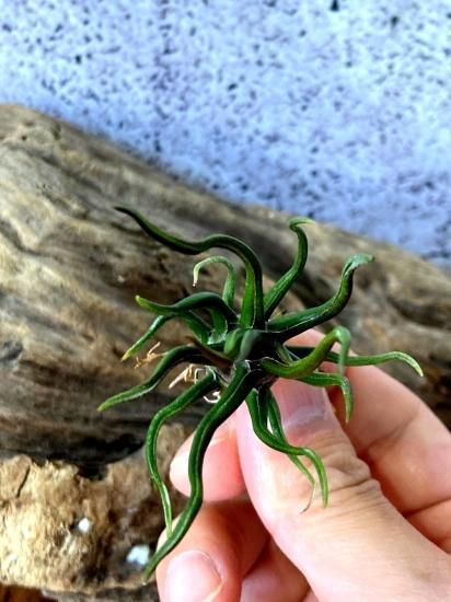 現品】チランジア・ブルボーサ・タイニーダンサー T. bulbosa