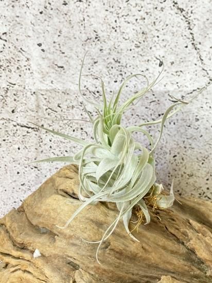 現品】チランジア・チャペウエンシス・チュリフォルミス T