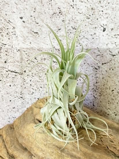 チャペウエンシス・チュリフォルミス　輸入株 チャペウエンシス チュリフォルミス 02号 | air-plants TENGU-DO