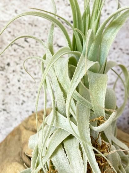 現品】チランジア・チャペウエンシス・チュリフォルミス T