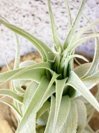 現品】チランジア・チャペウエンシス・チュリフォルミス T