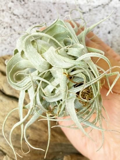 現品】チランジア・チャペウエンシス・チュリフォルミス T