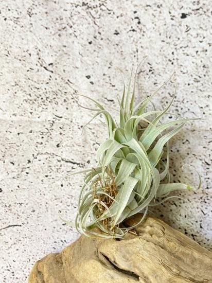 チャペウエンシス・チュリフォルミス　輸入株 チャペウエンシス チュリフォルミス 02号 | air-plants TENGU-DO