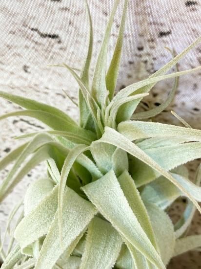 チャペウエンシス・チュリフォルミス　輸入株 チャペウエンシス チュリフォルミス 01号 | air-plants TENGU-DO