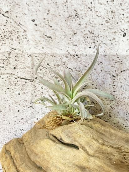 チランジア・チアペンシス・ギガンテスコ T. chiapensis