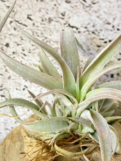 【なお】チランジア　チアペンシス　ジャイアント エクセルタ × チアペンシス ジャイアント 04号 | air-plants