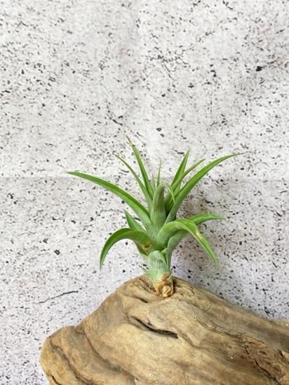 チランジア フレクスオーサ × クカエンシス チランジア フレクスオーサ × クカエンシス