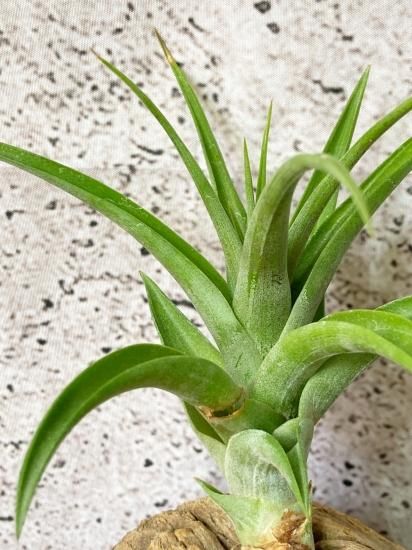 チランジア フレクスオーサ × クカエンシス チランジア フレクスオーサ × クカエンシス