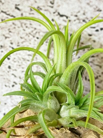 現品】チランジア・イオナンタ・ヴァリエガータ T. ionantha