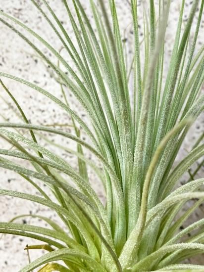 現品】チランジア・マリー T. malyi - Frontier Plants ONLINE 現品】チランジア・マリー T. malyi - Frontier Plants ONLINE