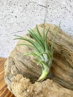 有茎種 - Frontier Plants ONLINE STORE フロンティアプランツ