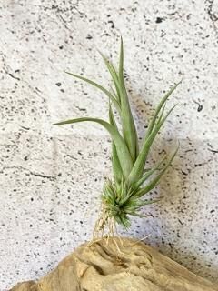 S.T.U - Frontier Plants ONLINE STORE フロンティアプランツ