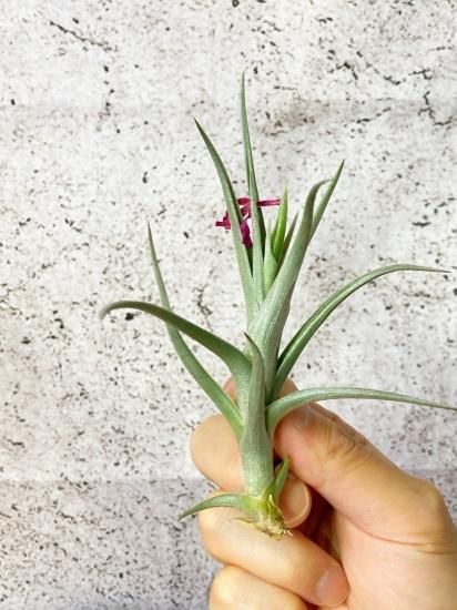 開花終了株】チランジア・ミスティックトランペット T. Mystic Trumpet