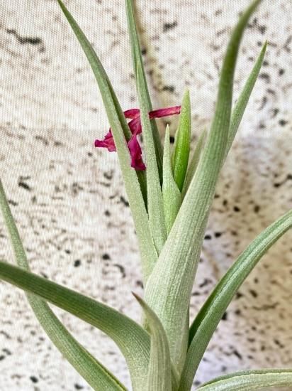 開花終了株】チランジア・ミスティックトランペット T. Mystic Trumpet