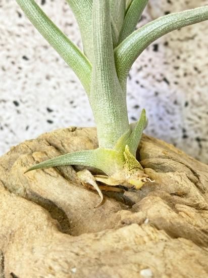 開花終了株】チランジア・ミスティックトランペット T. Mystic Trumpet
