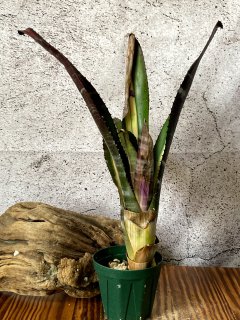 Aechmea エクメア - Frontier Plants ONLINE STORE フロンティア