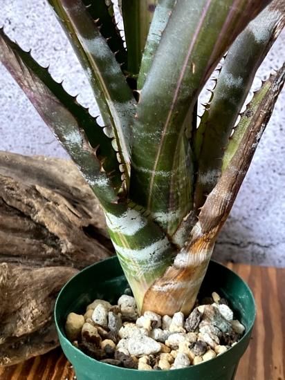 エクメア　チャンティニー　ロベルトメネスカル　子株発根済　タンクブロメリア 現品】エクメア・チャンティニー・ロベルトメネスカル Aechmea