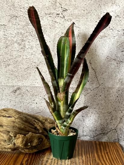 Frontier Plants】【現品】エクメア・チャンティニー・ロベルト