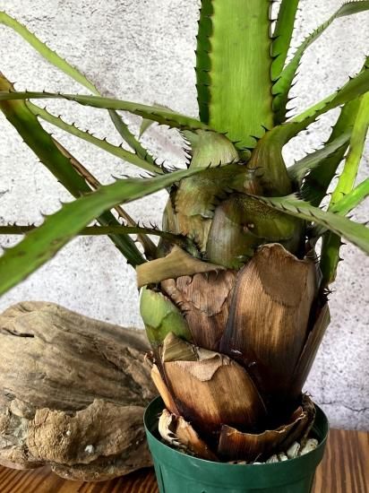 エクメア　エグレリアナ 現品】エクメア・エグレリアナ Aechmea egleriana - Frontier