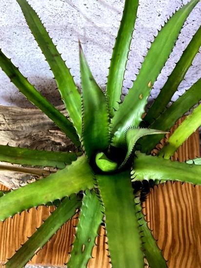 エクメア　エグレリアナ 現品】エクメア・エグレリアナ Aechmea egleriana - Frontier